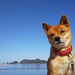 小春日和の画像