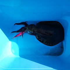 ミニボートの画像