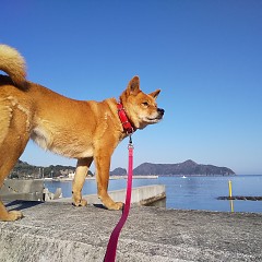 衣奈海岸の画像