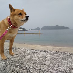近大クエ鍋フルコースの画像