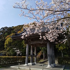 興国寺の桜の画像