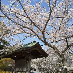 興国寺の桜の画像