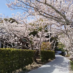 興国寺の桜の画像