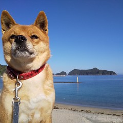 行楽日和の画像