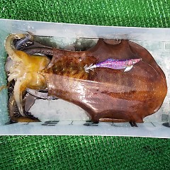 アオリイカの画像