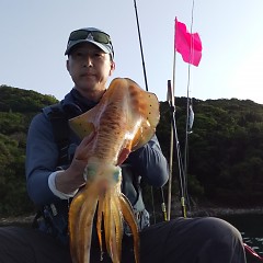 アオリイカの画像