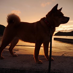夕陽の画像