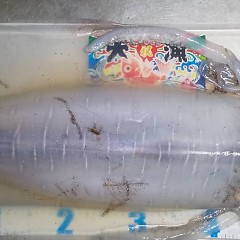 アオリイカの画像
