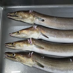ハモフルコースの画像