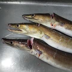ハモフルコースの画像