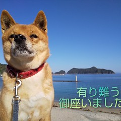 完売致しました！の画像