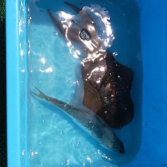 エギングの画像