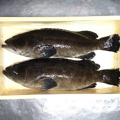 伊勢海老・近大クエの画像