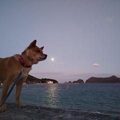 クエ料理の画像