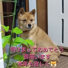 舟盛りの画像