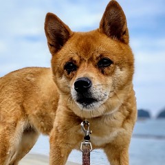 お知らせの画像