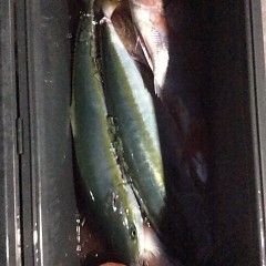 ■10月3日（月）昼便・ウタセ真鯛釣りの写真その3