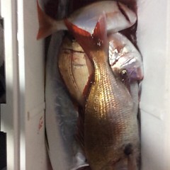 ■10月3日（月）昼便・ウタセ真鯛釣りの写真その4