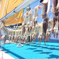 7月20日（木） 一日便・スルメイカ釣りの写真その6