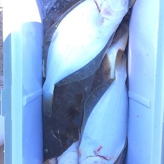 12月6日 （水）  午前便・ヒラメ釣り・午後便・ウタセ真鯛の写真その1