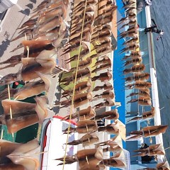 7月13日（金）1日便・スルメイカ釣りの写真その6