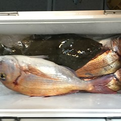 5月2日（水）午前・アジ釣り・午後便・マダイ釣りの写真その4