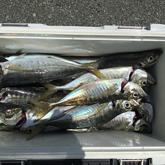 5月2日（水）午前・アジ釣り・午後便・マダイ釣りの写真その7