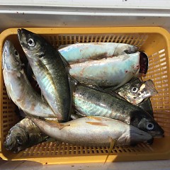 5月2日（水）午前・アジ釣り・午後便・マダイ釣りの写真その9