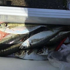 5月2日（水）午前・アジ釣り・午後便・マダイ釣りの写真その11