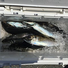 5月2日（水）午前・アジ釣り・午後便・マダイ釣りの写真その12