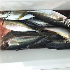 5月 3日（金） 午前便・アジ釣りの写真その7
