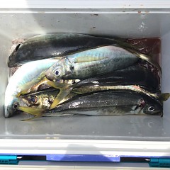 5月 3日（金） 午前便・アジ釣りの写真その8