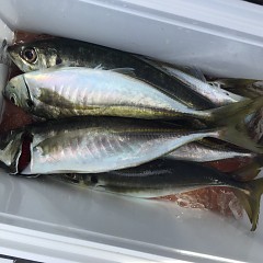 5月 3日（金） 午前便・アジ釣りの写真その9