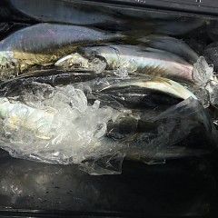 5月 3日（金） 午前便・アジ釣りの写真その10
