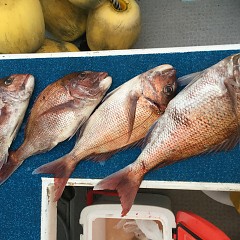 5月 3日（金） 午後便・ウタセ真鯛の写真その9