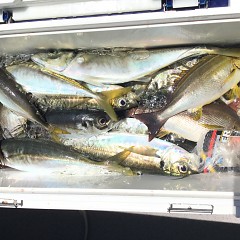 5月 4日（土） 午前便・アジ釣りの写真その6