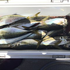 5月 4日（土） 午前便・アジ釣りの写真その8