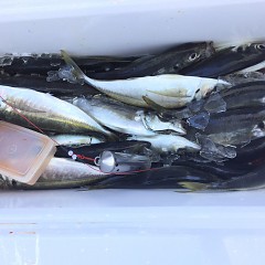 5月 4日（土） 午前便・アジ釣りの写真その9