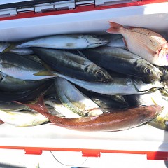 5月 4日（土） 午前便・アジ釣りの写真その10