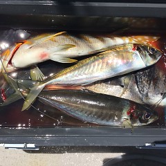 5月 4日（土） 午前便・アジ釣りの写真その11
