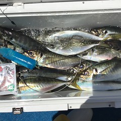 5月 4日（土） 午前便・アジ釣りの写真その12