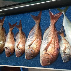 9月 17日（火） 午前・タテ釣り 午後・ウタセ真鯛の写真その10