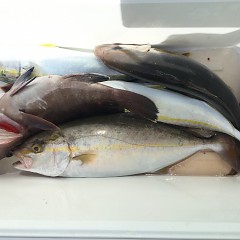 9月 20日（金） 午前・タテ釣り 午後・ウタセ真鯛の写真その3