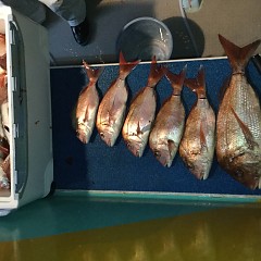 9月 20日（金） 午前・タテ釣り 午後・ウタセ真鯛の写真その9