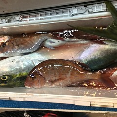 9月 20日（金） 午前・タテ釣り 午後・ウタセ真鯛の写真その12