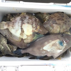 10月 26日（土） 午前・カワハギ釣り 午後便・ウタセ真鯛の写真その2