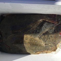 11月 15日（金） 午前・ヒラメ釣り 午後・ウタセ真鯛の写真その1