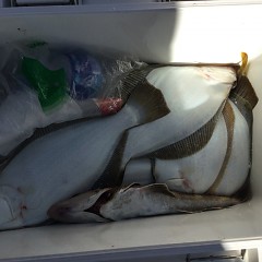 11月 15日（金） 午前・ヒラメ釣り 午後・ウタセ真鯛の写真その3