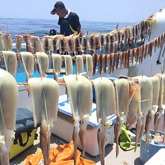 7月 19日（日） 1日便・スルメイカ釣りの写真その7