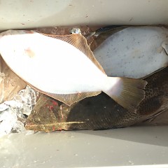 11月 17日（火） 午前・ヒラメ釣り 午後・ウタセ真鯛の写真その3